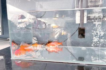 养金鱼有哪些风水讲究-