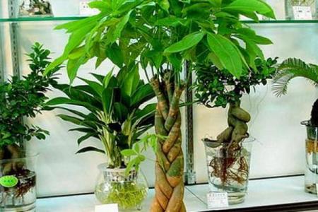 房子外种什么植物更好风水