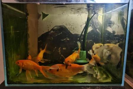 锦鲤鱼混养风水