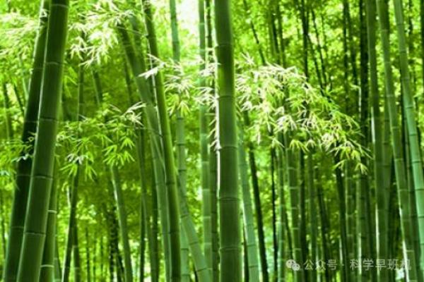 风水竹子开花意味着有灾祸发生吗