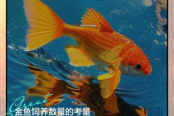 养鱼的数量风水