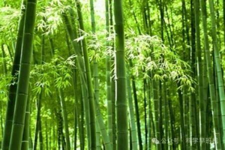 风水竹子开花意味着有灾祸发生吗