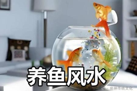 养鱼的数量风水