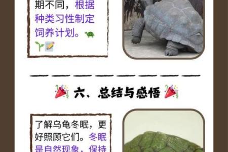 乌龟风水_龟眠之地是什么