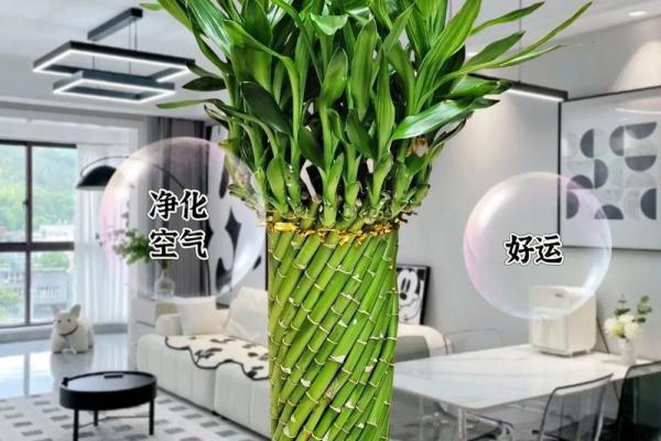 风水上富贵竹养多少颗比较旺财