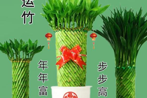 风水上富贵竹养多少颗比较旺财