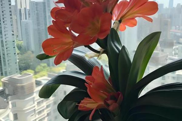 关于家庭适合养什么花对风水好