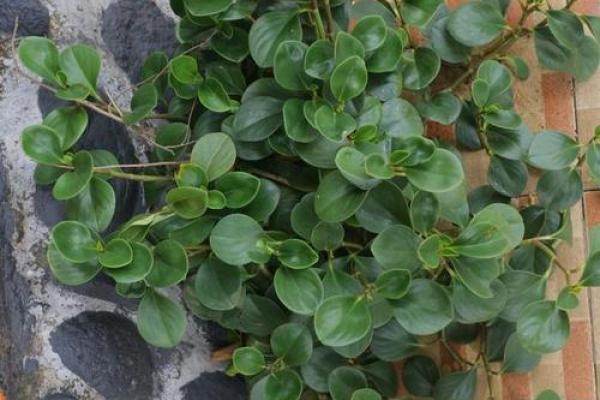 玻璃房子风水植物图片