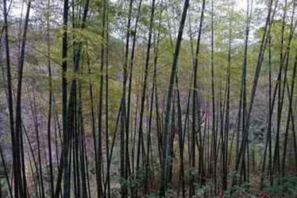 方岩灵签30签