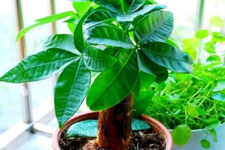沈阳房子风水植物有哪些