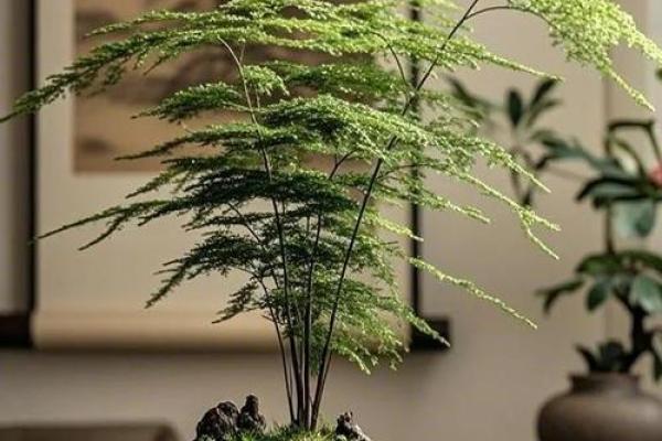可以增旺宅运的家居风水装饰物有哪些？摆放有什么讲究！