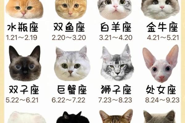 十二星座什么地方适合养猫