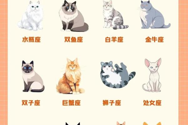 十二星座什么地方适合养猫