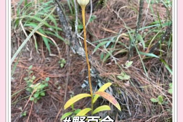 百合姓名配对 名字百合的意思？
