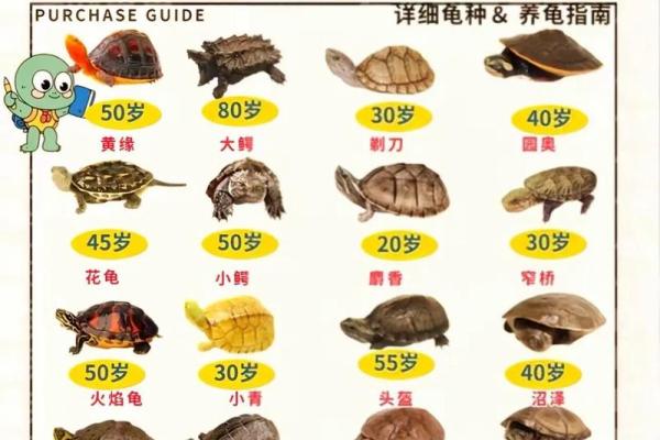 养龟风水_为什么卧室里面不能养乌龟