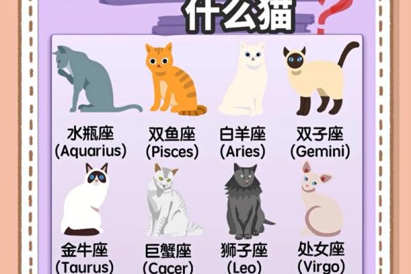 十二星座双子适合养猫狗嘛