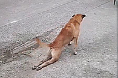 狗八字腿