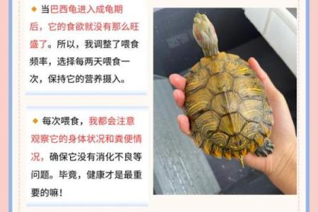 养龟风水_为什么卧室里面不能养乌龟