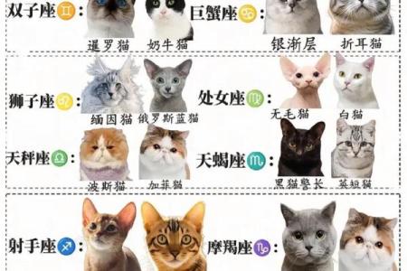 十二星座双子适合养猫狗嘛
