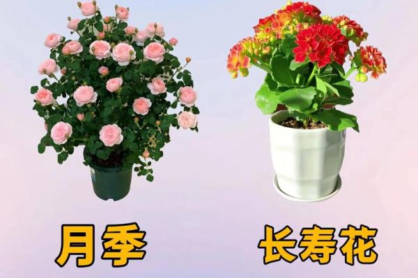 春夏哪个星座最好养花