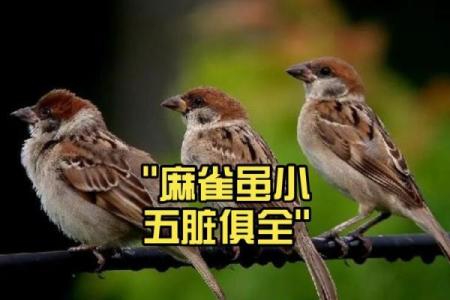 麻雀与房子风水有关吗