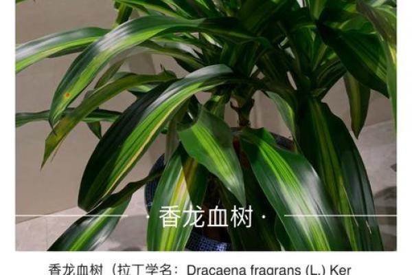 龙血树的寓意与风水作用