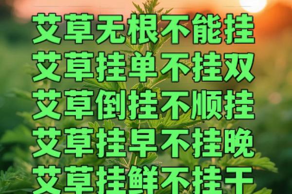风水解答为什么不应该将艾草作为礼物送给别人