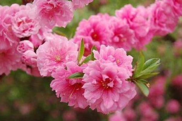 八字中什么桃花魅力最大呢