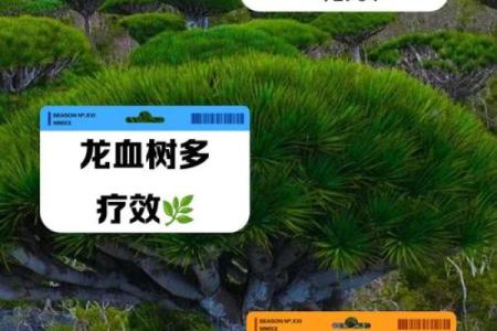 龙血树的寓意与风水作用