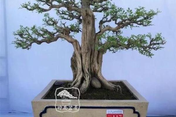 岑家风水