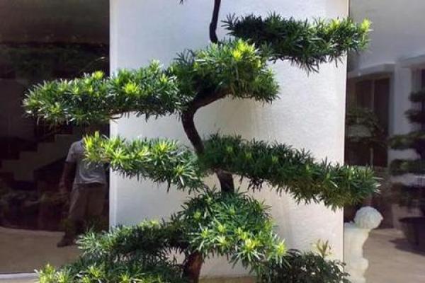 算命树的说法