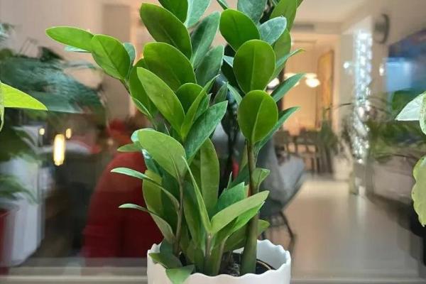 生肖属兔求财财神放哪个方向 养什么植物最旺财