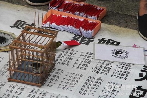 鸟算命揭秘