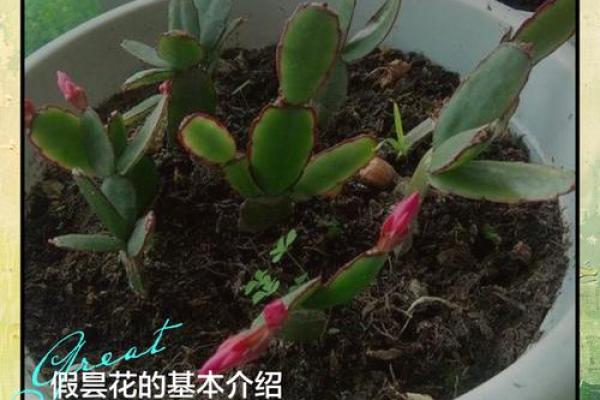 解答关于假花对风水有什么影响