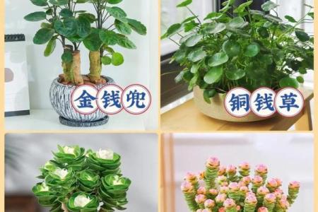 办公室风水绿植选择有哪些可以带来财运
