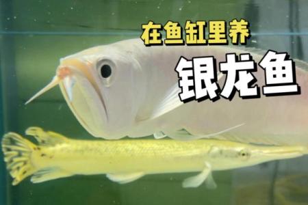养银龙鱼风水 养银龙鱼风水讲究