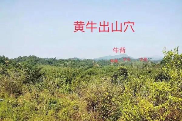 九龙风水台