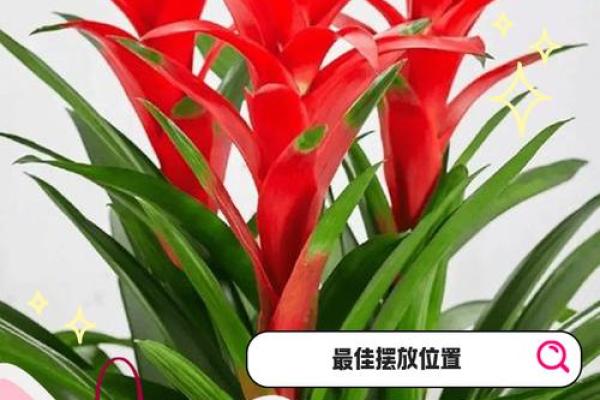 一整年鸿运当头的六大风水建议
