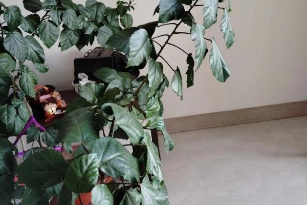 扶桑花与风水 扶桑花与风水有关吗