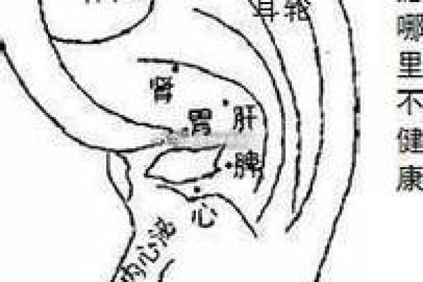 风水面相耳朵垂大的人代表有福气吗