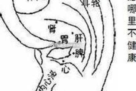 风水面相耳朵垂大的人代表有福气吗