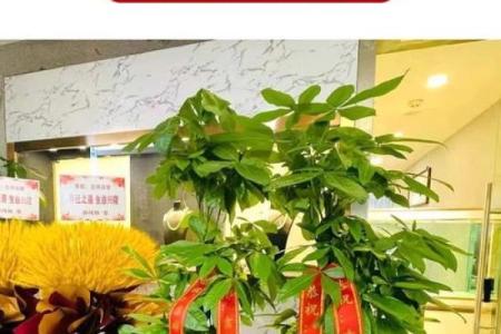 树木花卉摆放也影响风水