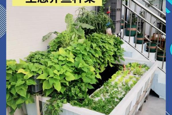 楼顶养鱼 风水