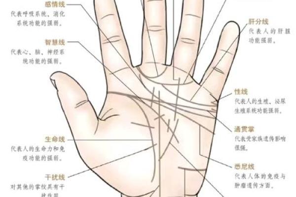 罕见的掌纹手相算命和图解