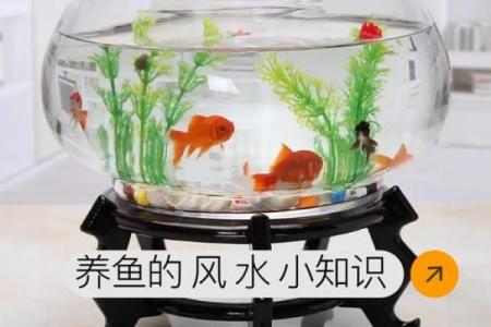办公室风水鱼：创造积极办公环境的必备
