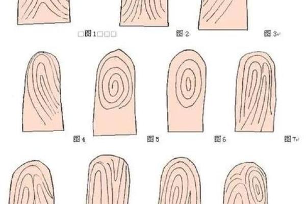 看手相算命图解：指纹