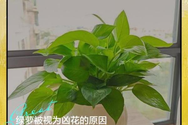 养绿萝风水