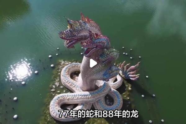 男龙女蛇八字合吗,蛇和龙在一起对谁不利