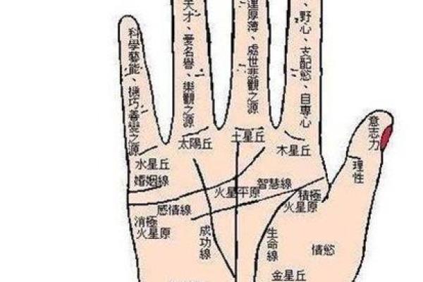 怎么看手相算命？只看男左女右对吗？