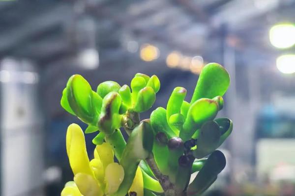 风水财运门前种树也不要种这三棵树禁忌